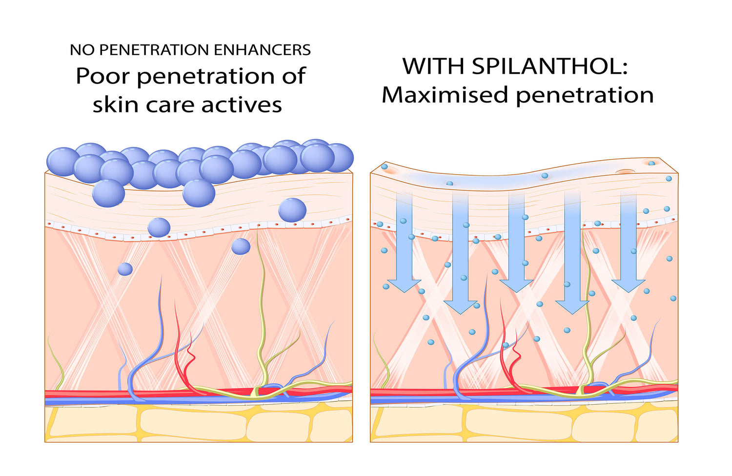 How can I improve the penetration of skin care ingredients with Splilanthol and SP Lift+