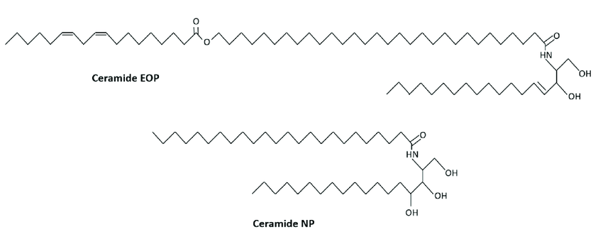 concentrate Ceramides NP for skin care dry skin 